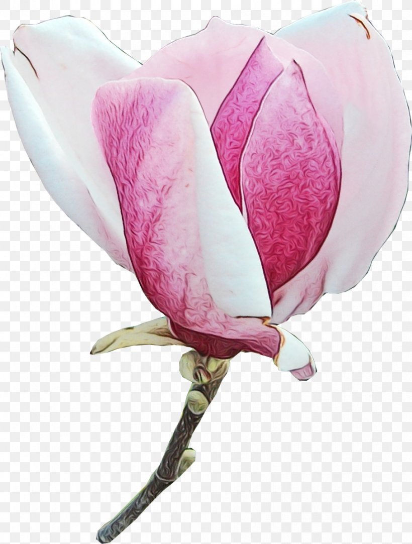 Petal Pink Flower Plant Magnolia, PNG, 908x1200px, Watercolor, Cut Flowers, Flower, Magnolia, Magnolia Family Download Free