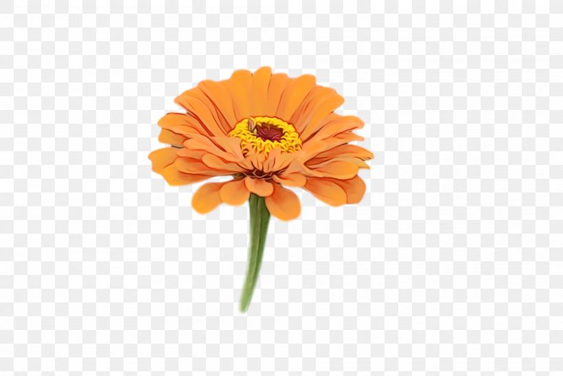Transvaal Daisy Cut Flowers Petal Pot Marigold Flower, PNG, 1920x1282px, Watercolor, Biology, Calendula, Cut Flowers, Flower Download Free