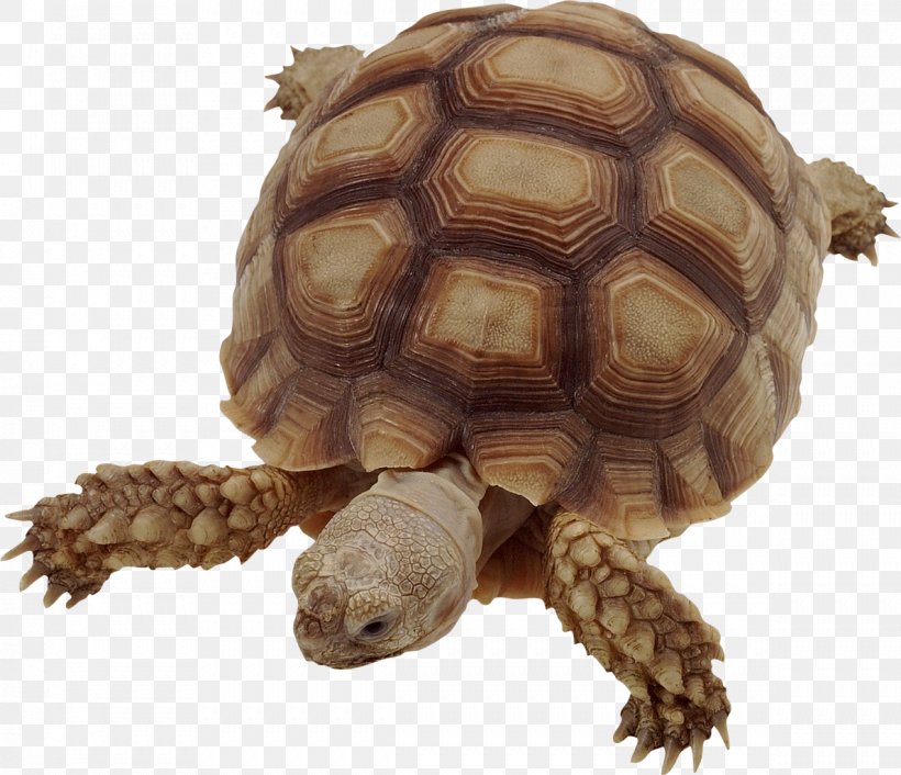 Vertebrate Turtle Insect African Spurred Tortoise Animal, PNG, 1189x1024px, Vertebrate, African Spurred Tortoise, Animal, Biology, Box Turtle Download Free