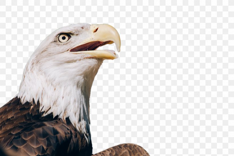 Bald Eagle Bird Of Prey Desktop Wallpaper, PNG, 1280x853px, Bald Eagle, Accipitriformes, Beak, Bird, Bird Of Prey Download Free