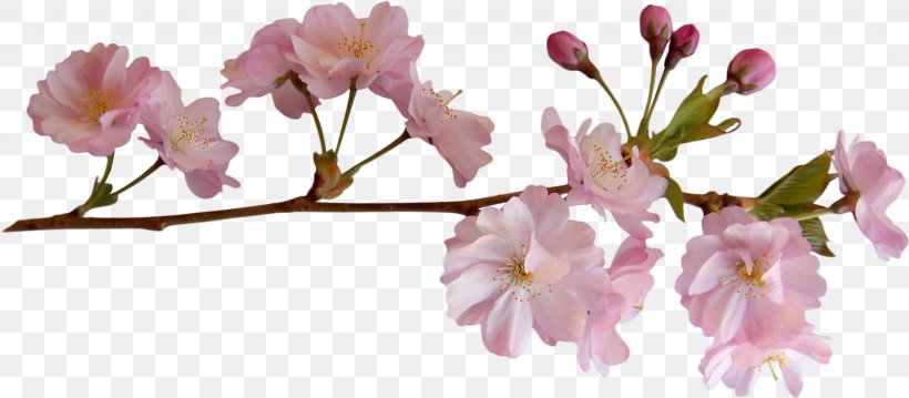 Cherry Blossom, PNG, 1600x701px, Flower, Albom, Archive File, Azalea, Blossom Download Free