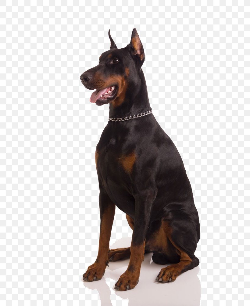 Dobermann Rottweiler Bulldog Puppy Pet, PNG, 666x1000px, Dobermann, Bulldog, Carnivoran, Dog, Dog Breed Download Free