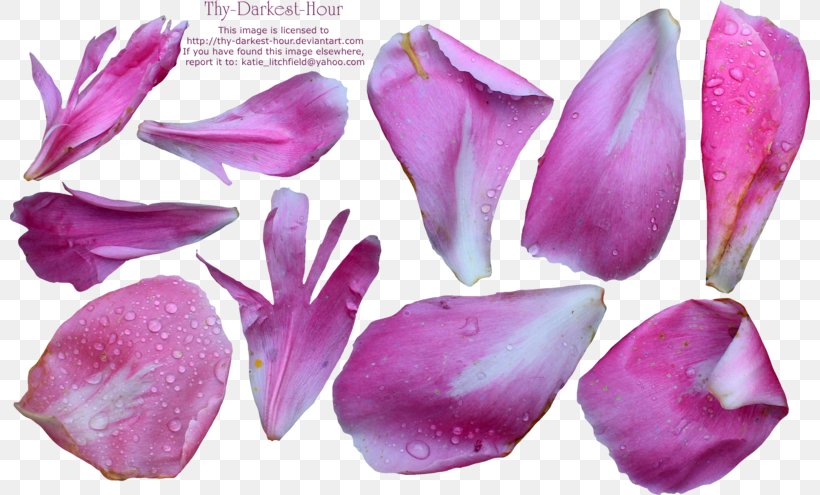 Petal Flower Peony Desktop Wallpaper, PNG, 800x495px, Petal, Artificial Flower, Blue, Flower, Garden Roses Download Free