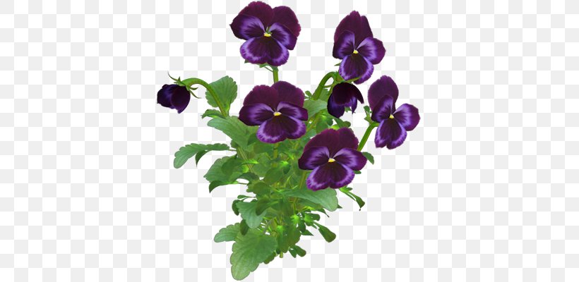 Sirôtka Pansy Flower, PNG, 377x400px, Pansy, Annual Plant, Flower, Flower Bouquet, Flowering Plant Download Free