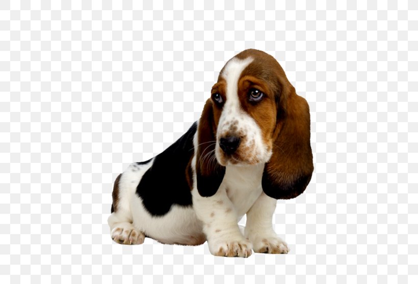 Basset Hound Puppy Golden Retriever Beagle, PNG, 552x558px, Basset Hound, Bassett Hounds, Beagle, Breed, Carnivoran Download Free