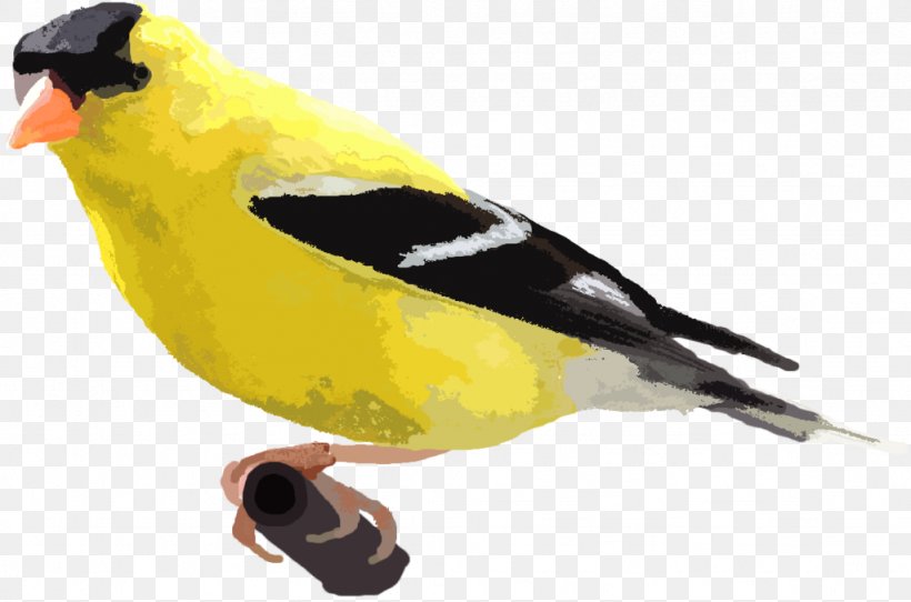 Finch Eurasian Golden Oriole, PNG, 1024x678px, Finch, Beak, Bird, Computer, Drawing Download Free