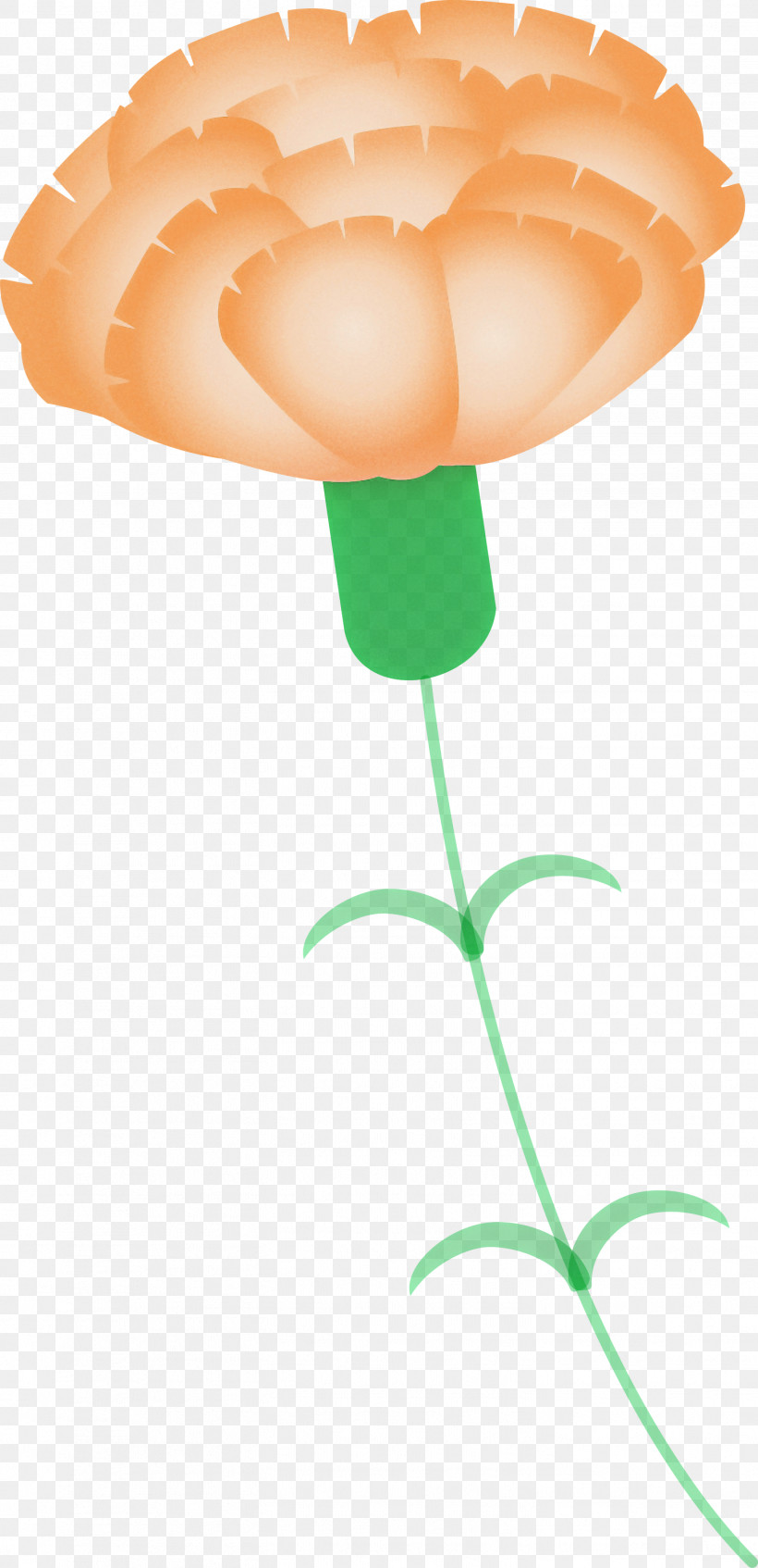 Mothers Day Carnation Mothers Day Flower, PNG, 1451x2999px, Mothers Day Carnation, Flower, Mothers Day Flower, Orange, Plant Download Free