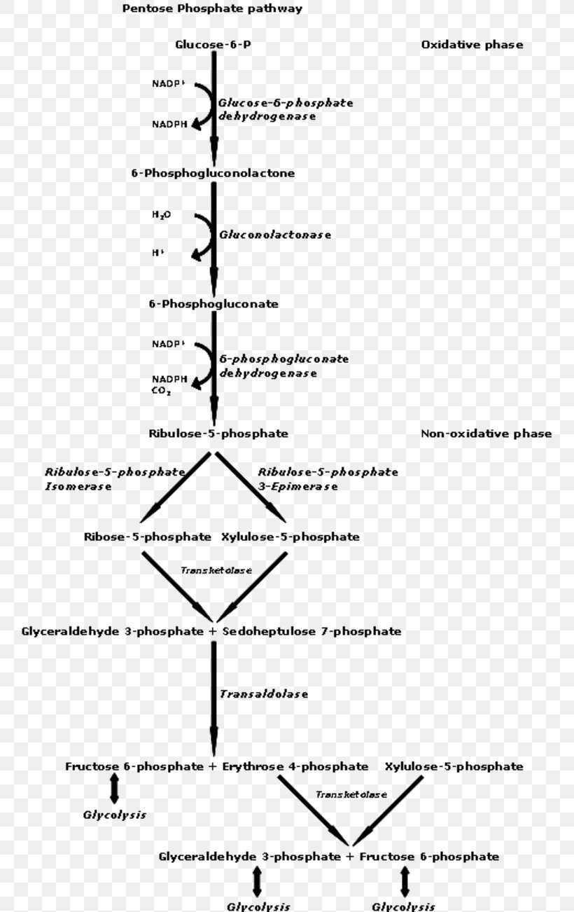 Pentose Phosphate Pathway Metabolic Pathway Hexose Metabolism, PNG, 760x1302px, Pentose Phosphate Pathway, Area, Biochemistry, Black And White, Carbohydrate Download Free