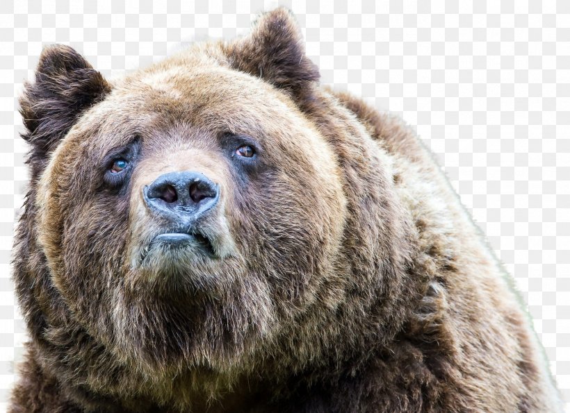 Polar Bear Grizzly Bear American Black Bear Sadness, PNG, 1368x994px, Bear, Alaska Peninsula Brown Bear, American Black Bear, Animal, Bear Attack Download Free