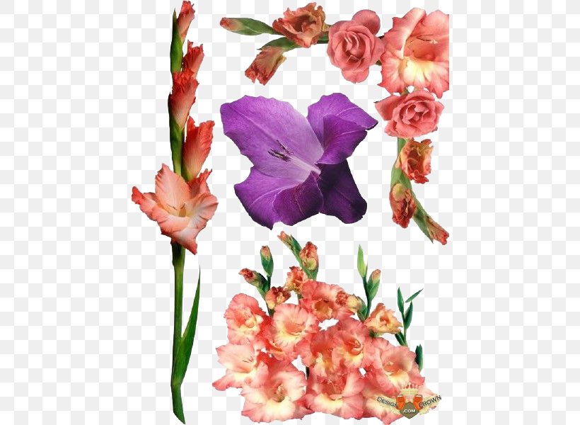 Raster Graphics Gladiolus Xd7gandavensis, PNG, 450x600px, Raster Graphics, Cut Flowers, Display Resolution, Floral Design, Floristry Download Free