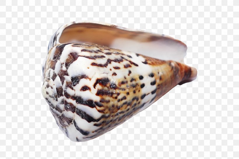 Seashell Conchology Invertebrate Sea Snail, PNG, 960x640px, Seashell, Beach, Conch, Conchology, Echinoderm Download Free