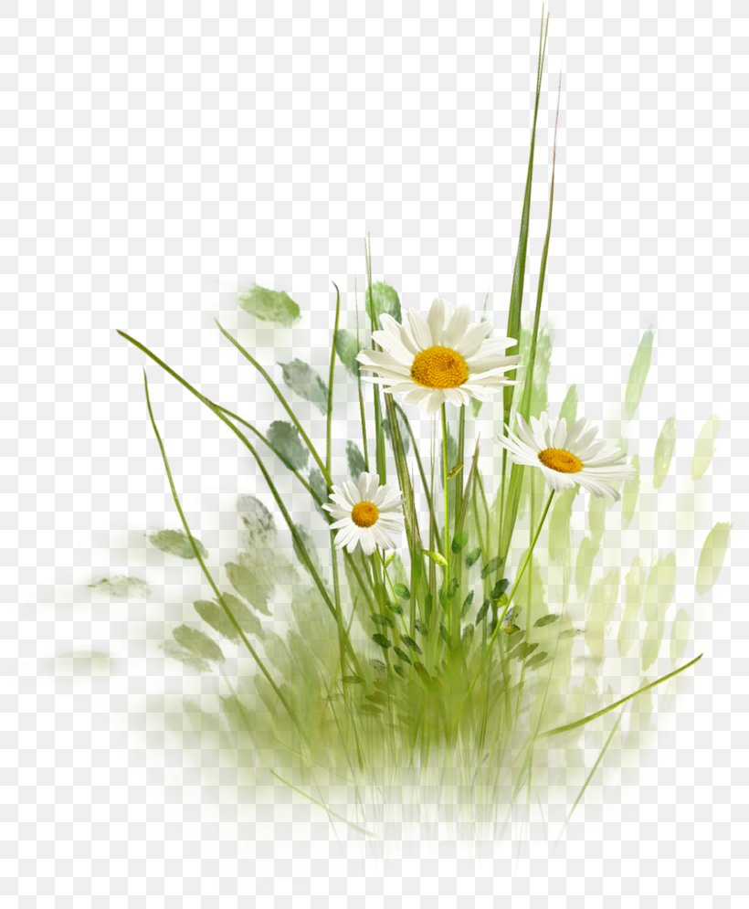 Desktop Wallpaper Clip Art, PNG, 800x995px, Common Daisy, Bit, Chamaemelum Nobile, Chrysanthemum, Daisy Download Free