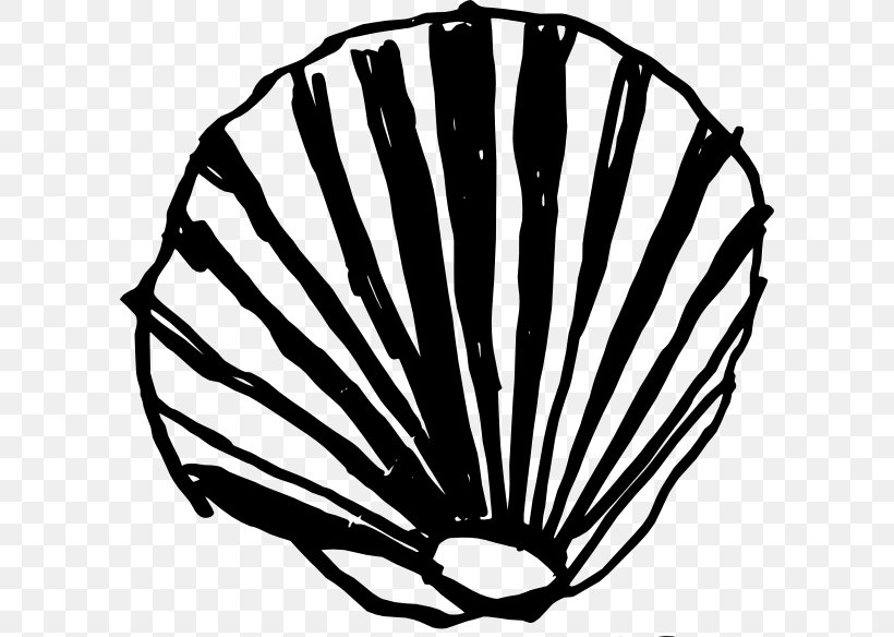 Seashell Clam Conch Clip Art, PNG, 600x584px, Seashell, Black And White, Clam, Color, Conch Download Free