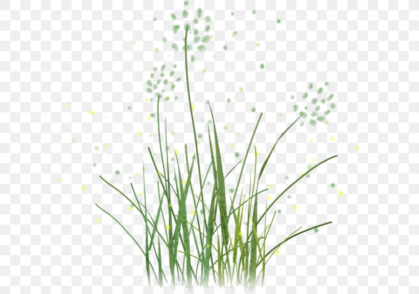 Sweet Grass Vetiver Clip Art, PNG, 595x576px, Sweet Grass, Chez Doudouce, Chives, Chrysopogon Zizanioides, Commodity Download Free