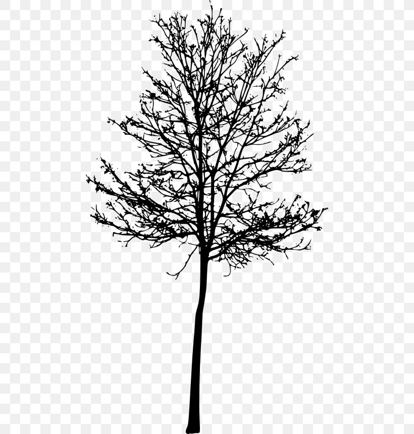 Twig TreeSize, PNG, 480x860px, Twig, Black And White, Branch, Drawing, Flowering Plant Download Free