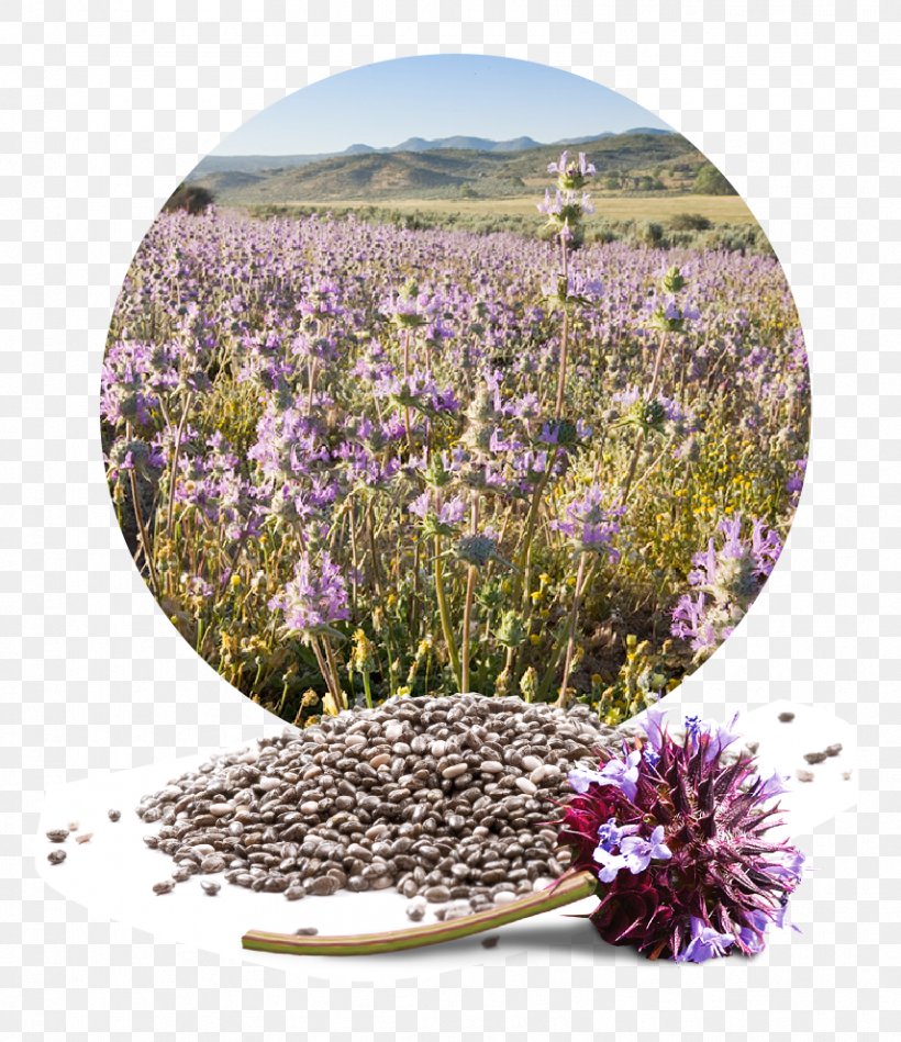 Chia Seed English Lavender Flower, PNG, 856x991px, Chia, Annual Plant, Aztec, Chia Seed, English Lavender Download Free