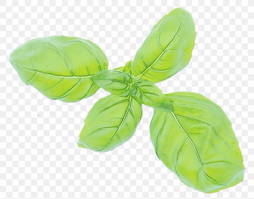 Green Leaf Background, PNG, 1744x1369px, Basil, Flower, Food, Green, Herb Download Free