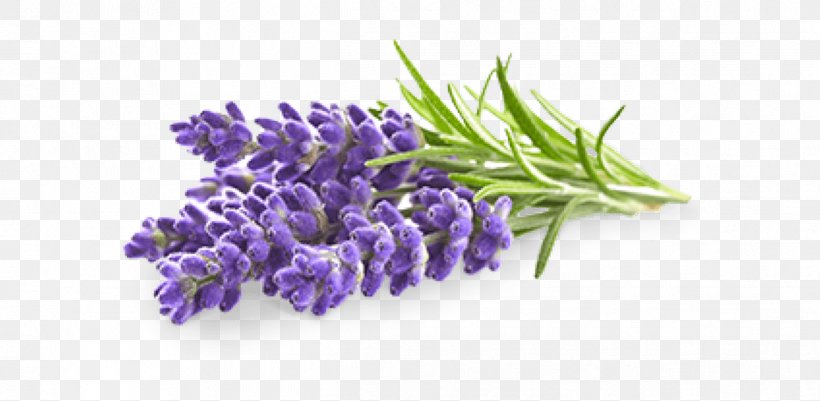 Lavender Flower, PNG, 1246x610px, English Lavender, Aromatherapy, Essential Oil, Flower, French Lavender Download Free
