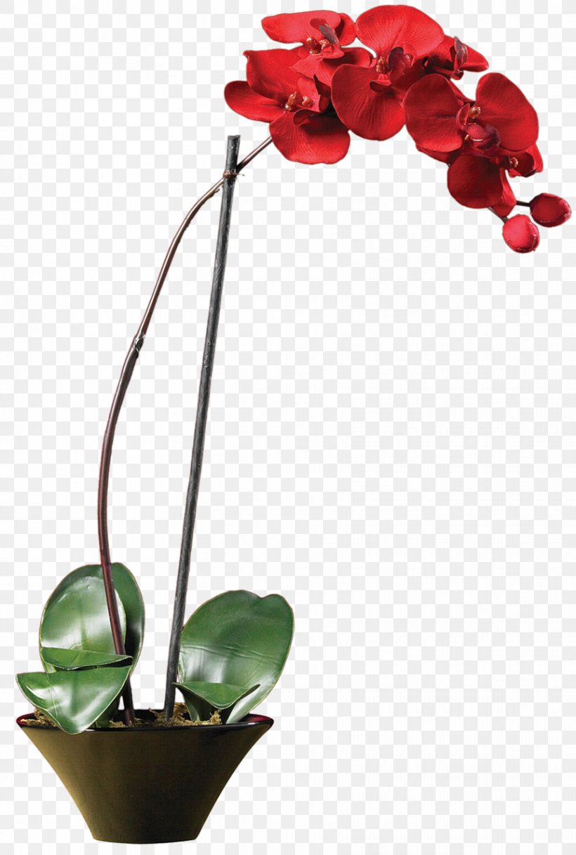 Moth Orchids Flower Red Plant Stem, PNG, 862x1280px, Moth Orchids, Blossom, Bud, Calla Lily, Color Download Free