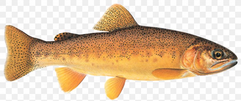 Salmon Apache Trout Rainbow Trout Gila River, PNG, 1480x621px, Salmon, Animal, Animal Figure, Apache Trout, Bony Fish Download Free