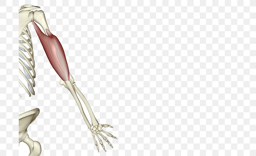 Shoulder Bone Muscle Human Skeleton, PNG, 700x500px, Shoulder, Arm, Biceps, Bone, Homo Sapiens Download Free