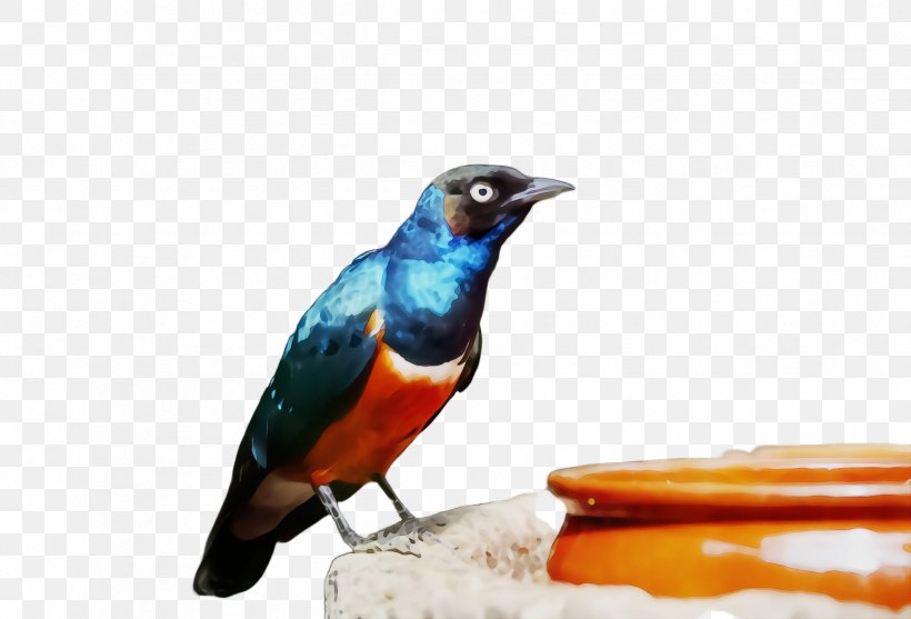 Bird Beak Bluebird Songbird Perching Bird, PNG, 2424x1648px, Watercolor, Beak, Bird, Bluebird, Paint Download Free