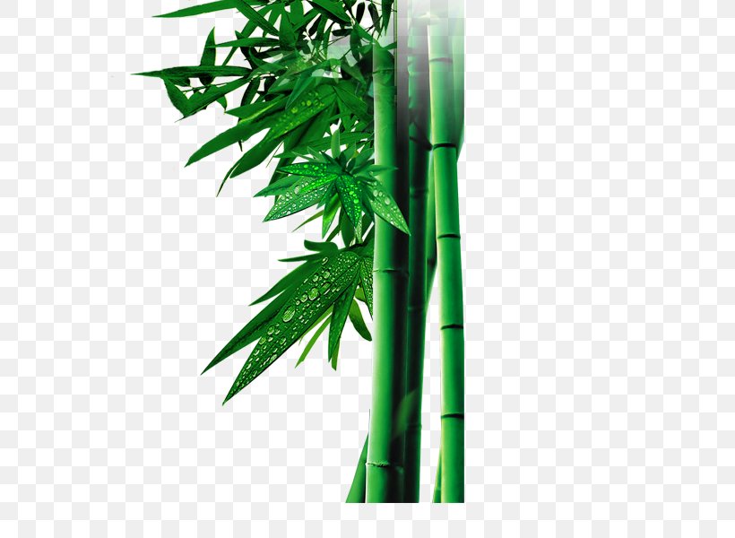 Bamboo Bambusa Oldhamii Google Images Green, PNG, 600x600px, Bamboo, Bambusa Oldhamii, Deciduous, Google Images, Grass Download Free