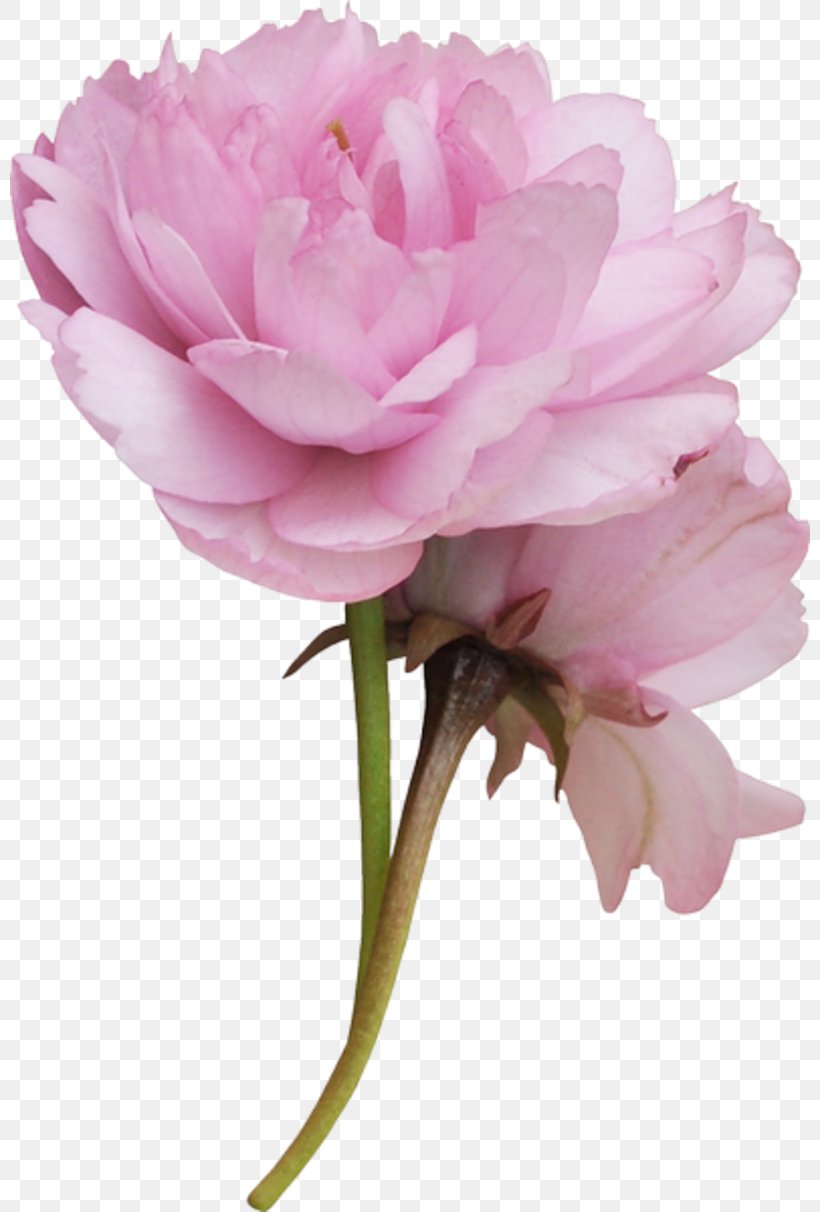 Cabbage Rose Cut Flowers Petal Plant Stem, PNG, 800x1212px, Cabbage Rose, Cut Flowers, Flower, Flowering Plant, Herbaceous Plant Download Free