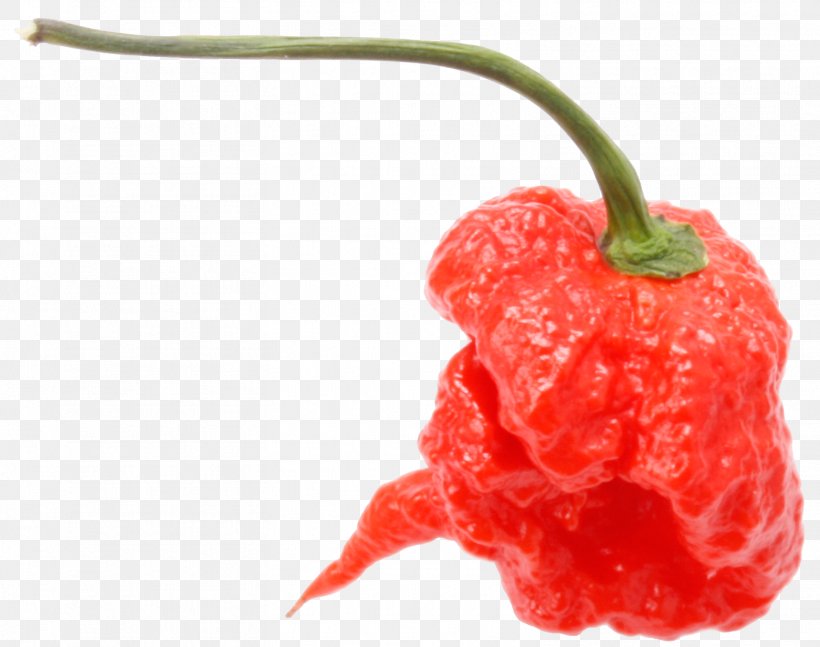 Chili Pepper Peperoncino Capsicum Annuum Carolina Reaper Scoville Unit, PNG, 1567x1238px, Chili Pepper, Bell Peppers And Chili Peppers, Berry, Capsicum, Capsicum Annuum Download Free