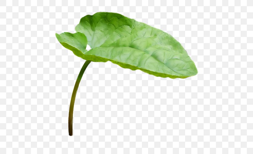 Herbaceous Plant Leaf Plant Stem Flower Clip Art, PNG, 500x500px, Herbaceous Plant, Branch, Flower, Flower Garden, Herb Download Free