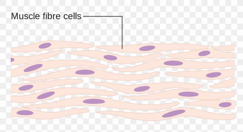 Myocyte Cell Muscle Human Body Tissue, PNG, 1024x557px, Myocyte, Cardiac Muscle, Cardiac Muscle Cell, Cell, Connective Tissue Download Free