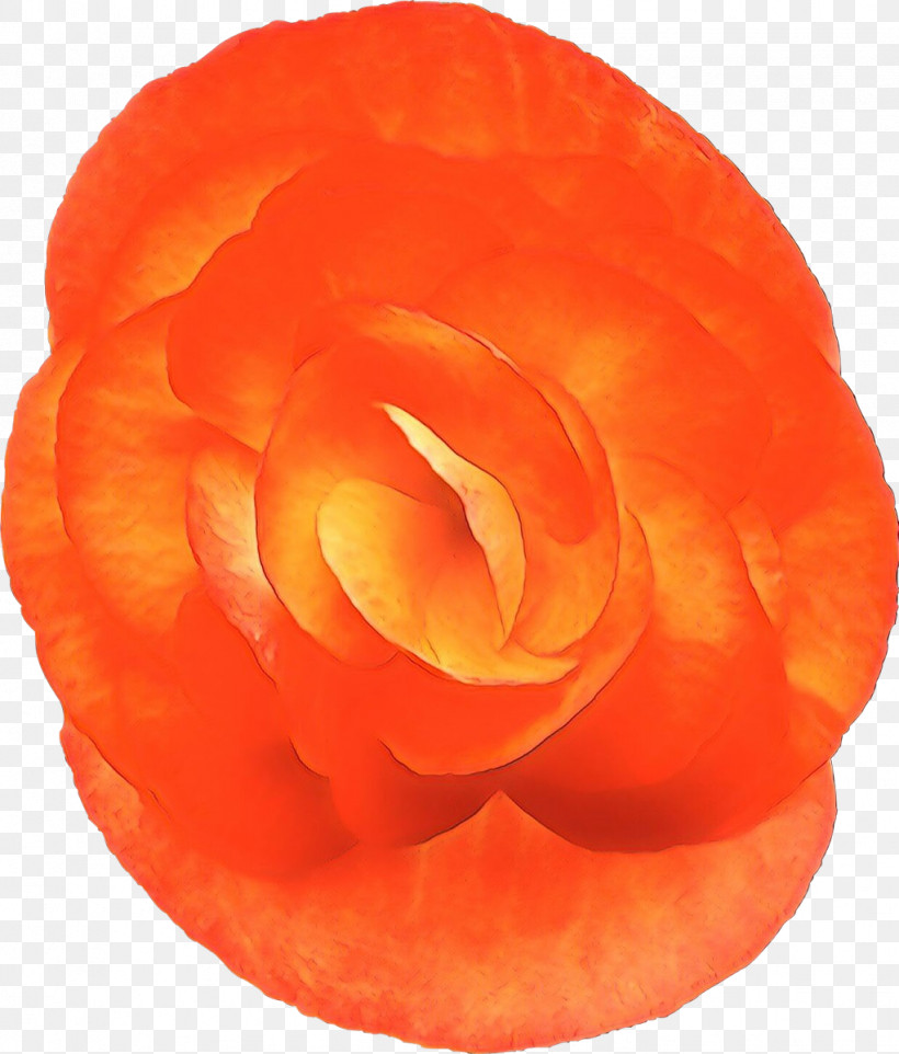 Orange, PNG, 1022x1200px, Orange, Begonia, Carving, Flower, Peach Download Free