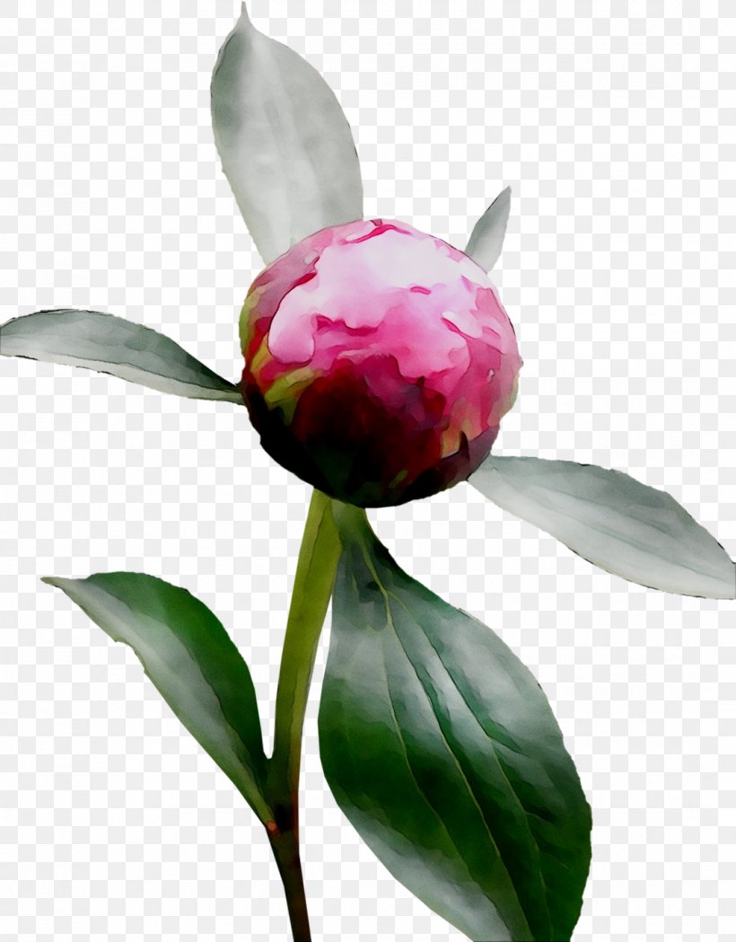 Peony Still Life Photography Sasanqua Camellia Herbaceous Plant, PNG, 1070x1370px, Peony, Botany, Bud, Camellia, Chinese Peony Download Free