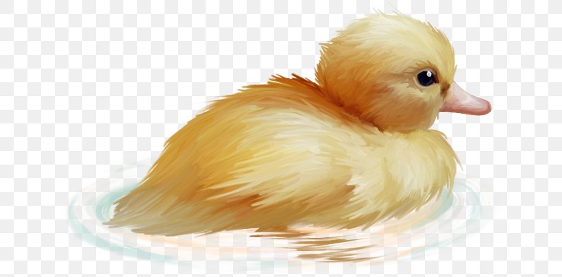 Clip Art Duck Image Adobe Photoshop, PNG, 650x404px, Duck, Beak, Bird, Ducks Geese And Swans, Fauna Download Free
