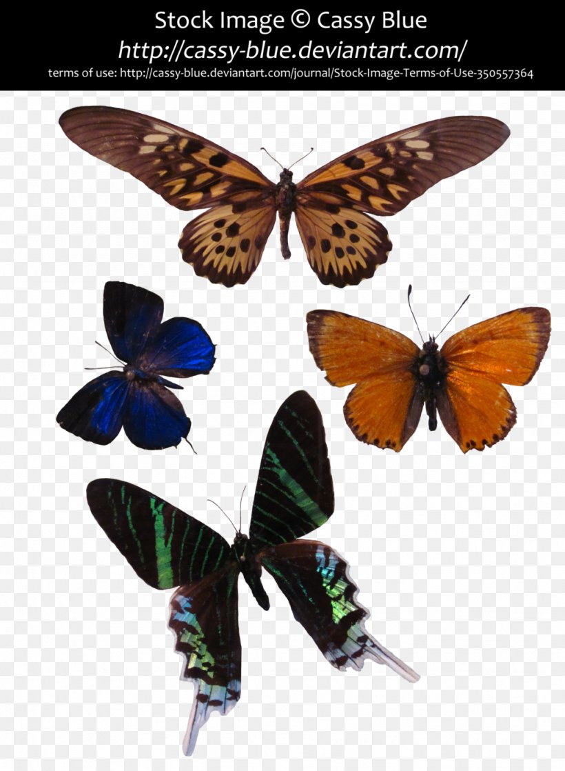 Brush-footed Butterflies Gossamer-winged Butterflies Butterfly Moth Swallowtails, PNG, 1024x1397px, Watercolor, Cartoon, Flower, Frame, Heart Download Free