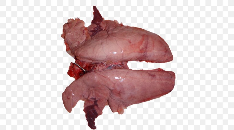 Domestic Pig Mycoplasma Hyopneumoniae Lung, PNG, 610x457px, Watercolor, Cartoon, Flower, Frame, Heart Download Free