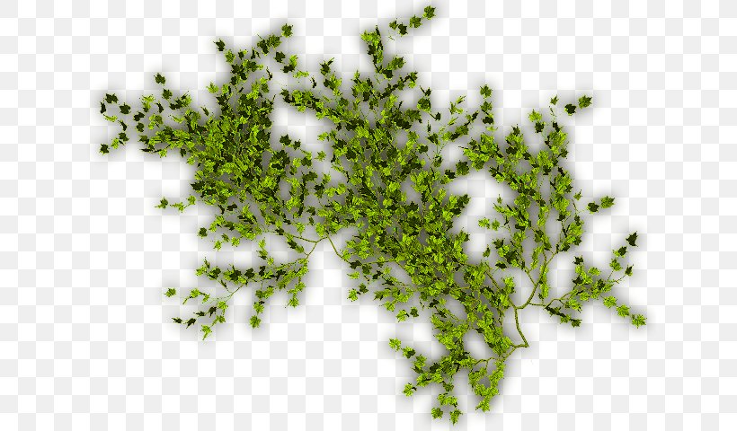 Virginia Creeper Vine, PNG, 640x480px, Virginia Creeper, Branch, Grass, Leaf, Organism Download Free