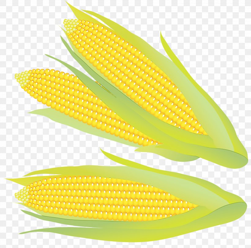 Watercolor Plant, PNG, 3000x2966px, Watercolor, Commodity, Corn, Corn Kernel, Corn On The Cob Download Free