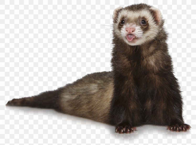 Ferret Otter, PNG, 2000x1480px, Ferret, Black Footed Ferret, Carnivoran, Digital Image, Fauna Download Free