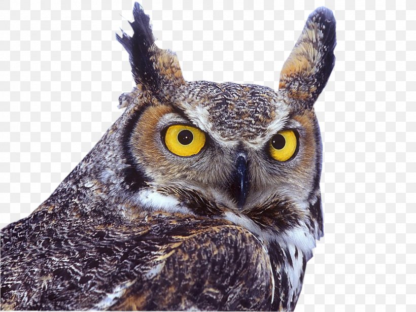 Great Horned Owl Bird Eastern Screech Owl Eurasian Eagle-owl, PNG, 1600x1200px, Owl, Beak, Bird, Bird Of Prey, Eastern Screech Owl Download Free