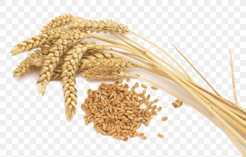 Khorasan Wheat Whole Grain Cereal Gluten, PNG, 3833x2454px, Khorasan Wheat, Avena, Barley, Bran, Cereal Download Free