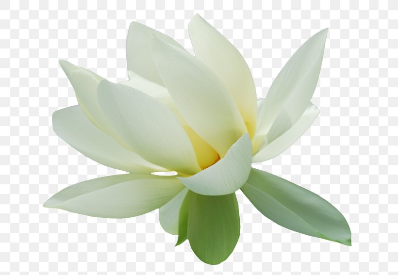 Nelumbo Nucifera High-definition Television Lotus Effect Clip Art, PNG, 650x567px, Nelumbo Nucifera, Aquatic Plant, Flower, Flowering Plant, Highdefinition Television Download Free