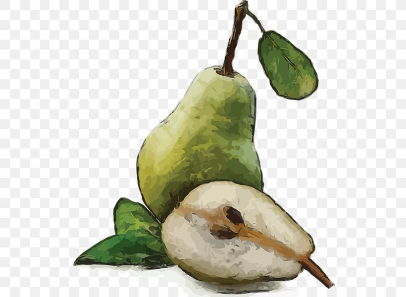 Pear Fruit Watercolor Painting, PNG, 534x600px, Pear, Auglis, Drawing, Food, Fruit Download Free