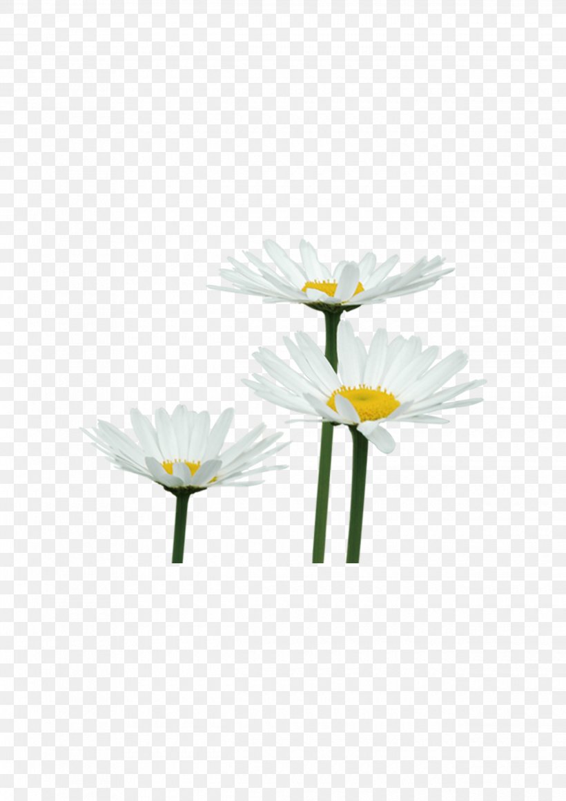 Chrysanthemum Flower Petal Euclidean Vector, PNG, 2480x3508px, Flower, Flora, Floral Design, Floristry, Flowering Plant Download Free