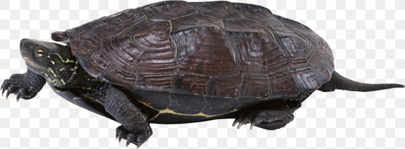 Common Snapping Turtle Download Clip Art, PNG, 1280x473px, Turtle, Animal Figure, Box Turtle, Button, Chaco Tortoise Download Free
