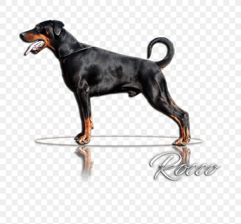Dobermann Komondor Shar Pei Clip Art, PNG, 717x764px, Dobermann, Breed, Carnivoran, Dog, Dog Breed Download Free