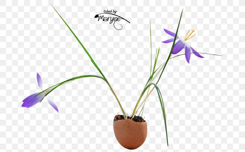 Flowerpot Flowering Plant Plant Stem, PNG, 695x508px, Flowerpot, Flora, Flower, Flowering Plant, Grass Download Free