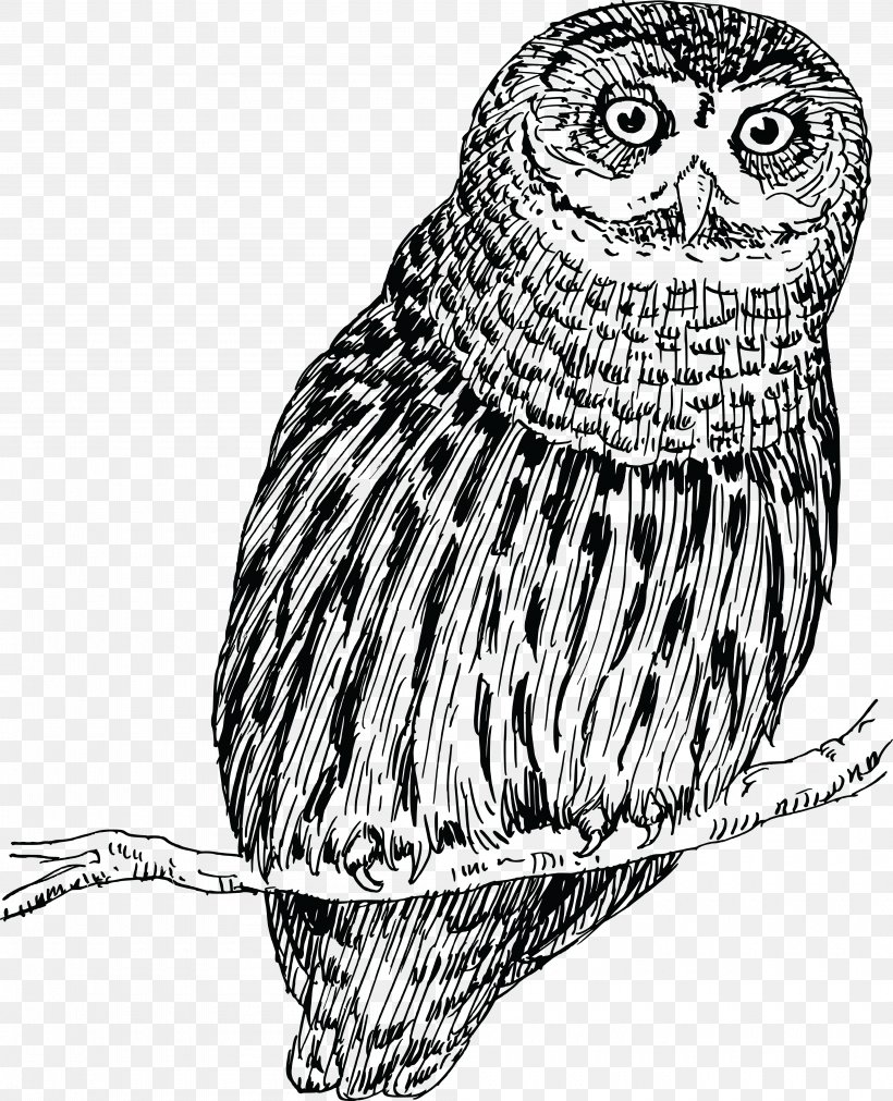 Little Owl Drawing, PNG, 4000x4932px, Owl, Barred Owl, Beak, Bird, Bird Of Prey Download Free