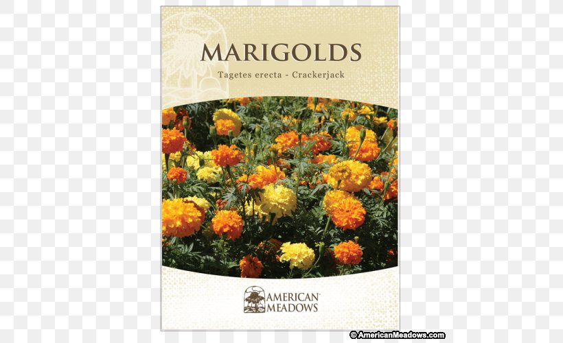 Mexican Marigold Marigolds Seed Flower Desert Marigold, PNG, 500x500px, Mexican Marigold, Annual Plant, Calendula, Flora, Floristry Download Free