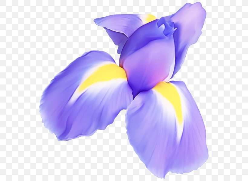 Petal Purple Violet Flower Plant, PNG, 573x600px, Petal, Cattleya, Crocus, Flower, Flowering Plant Download Free